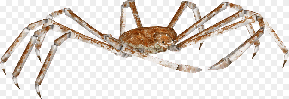 Crab Spider Transparent Background, Food, Seafood, Animal, Invertebrate Free Png