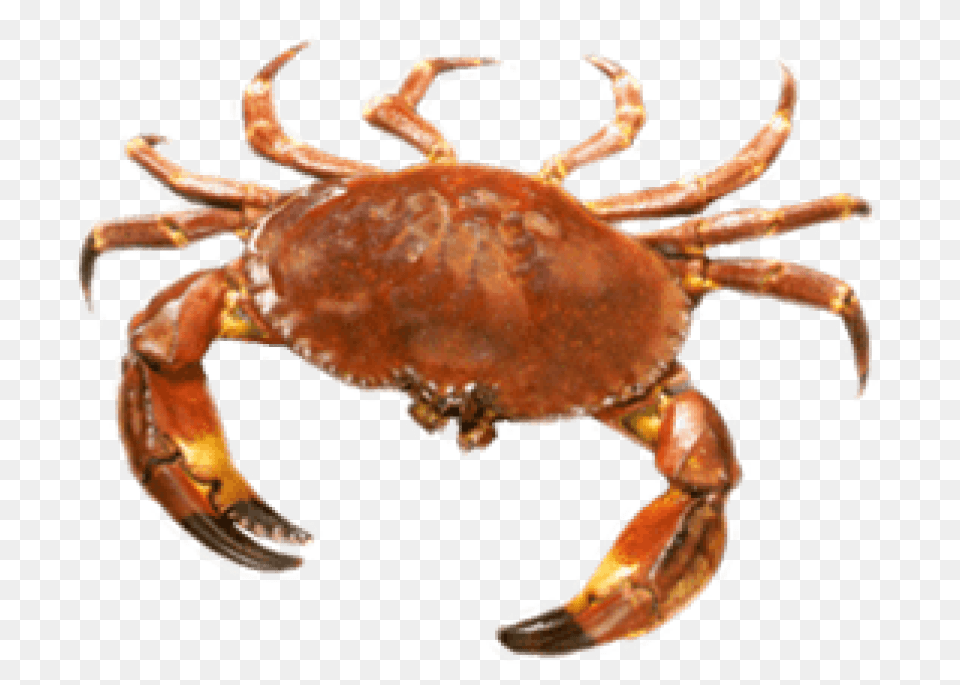 Crab Transparent Background Crab, Animal, Food, Invertebrate, Sea Life Free Png Download