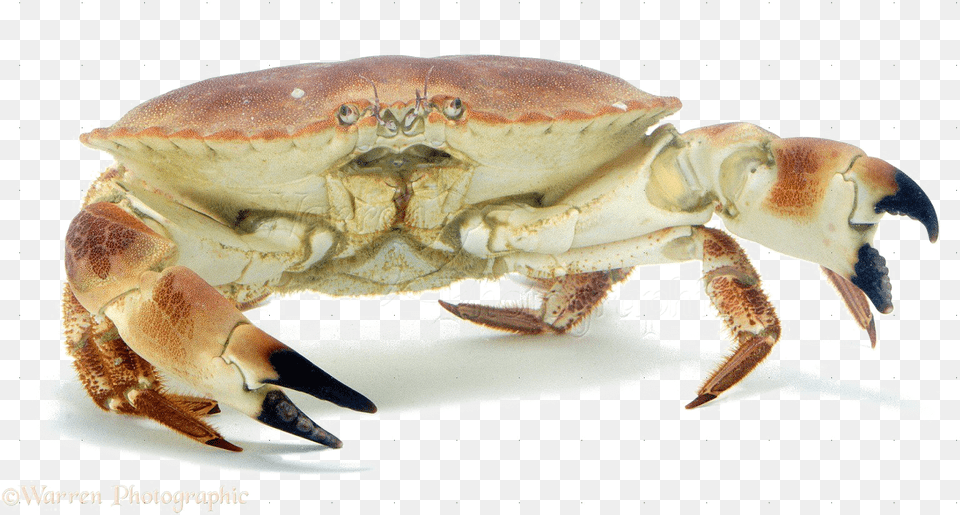 Crab Transparent Background Crab, Food, Seafood, Animal, Invertebrate Png Image