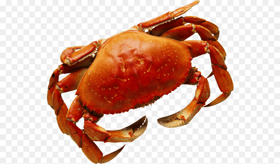 Crab Transparent Background Images Seaside Crab, Animal, Food, Invertebrate, Sea Life Free Png