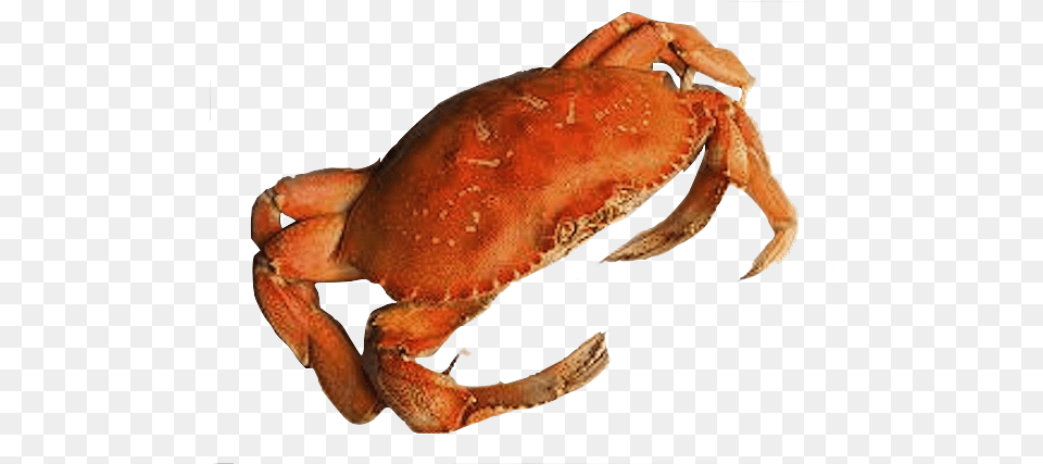 Crab Transparent Background Sand Crab Transparent, Animal, Food, Invertebrate, Sea Life Png Image