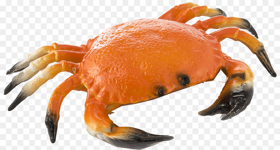Crab Transparent Background Transparent Image Of Crab, Food, Seafood, Animal, Invertebrate Free Png