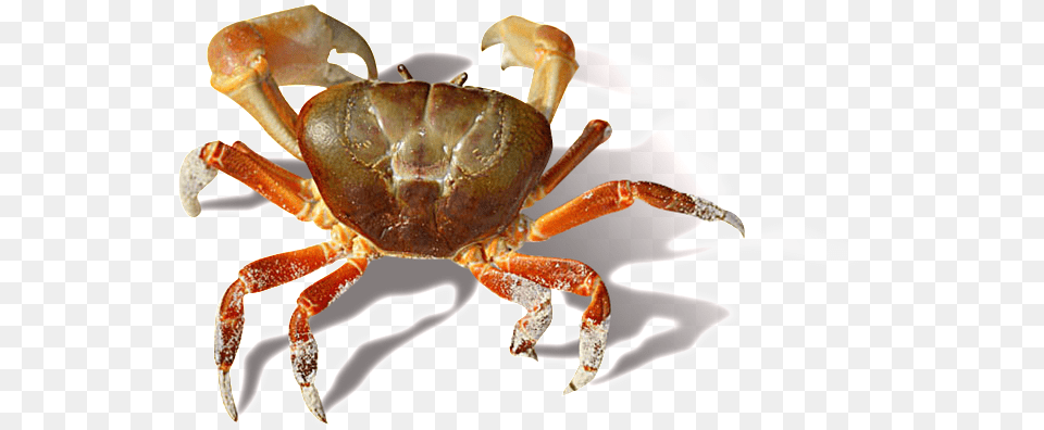 Crab Crab, Food, Seafood, Animal, Invertebrate Free Transparent Png