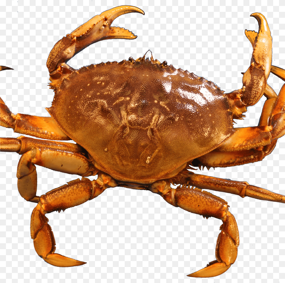 Crab Transparent Crabs, Animal, Food, Invertebrate, Sea Life Png Image