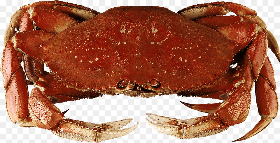 Crab Transparent File Dungeness Crab Png Image