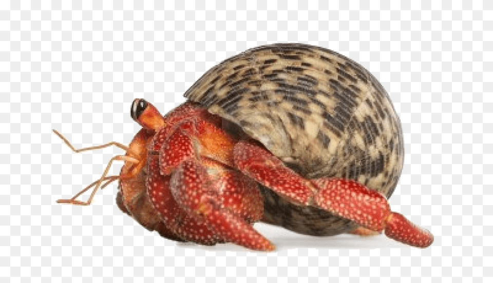 Crab Hermit Crab, Animal, Sea Life, Food, Seafood Free Transparent Png