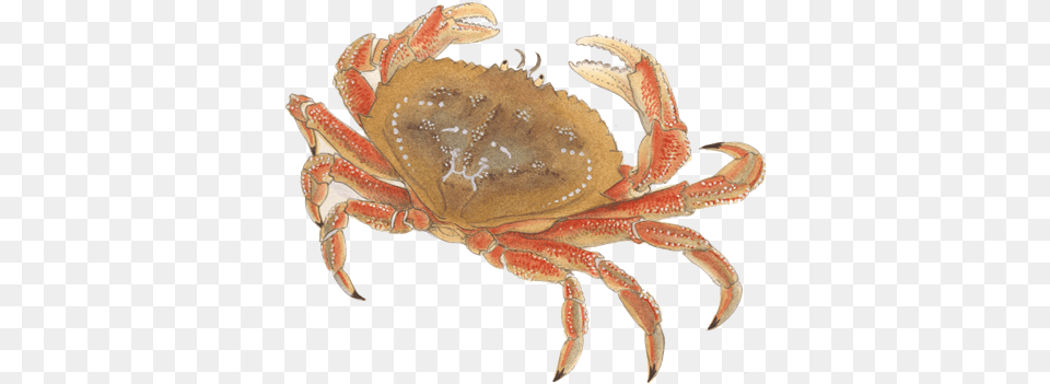 Crab Transparent Images Sea Food Images Crab, Seafood, Animal, Invertebrate, Sea Life Png