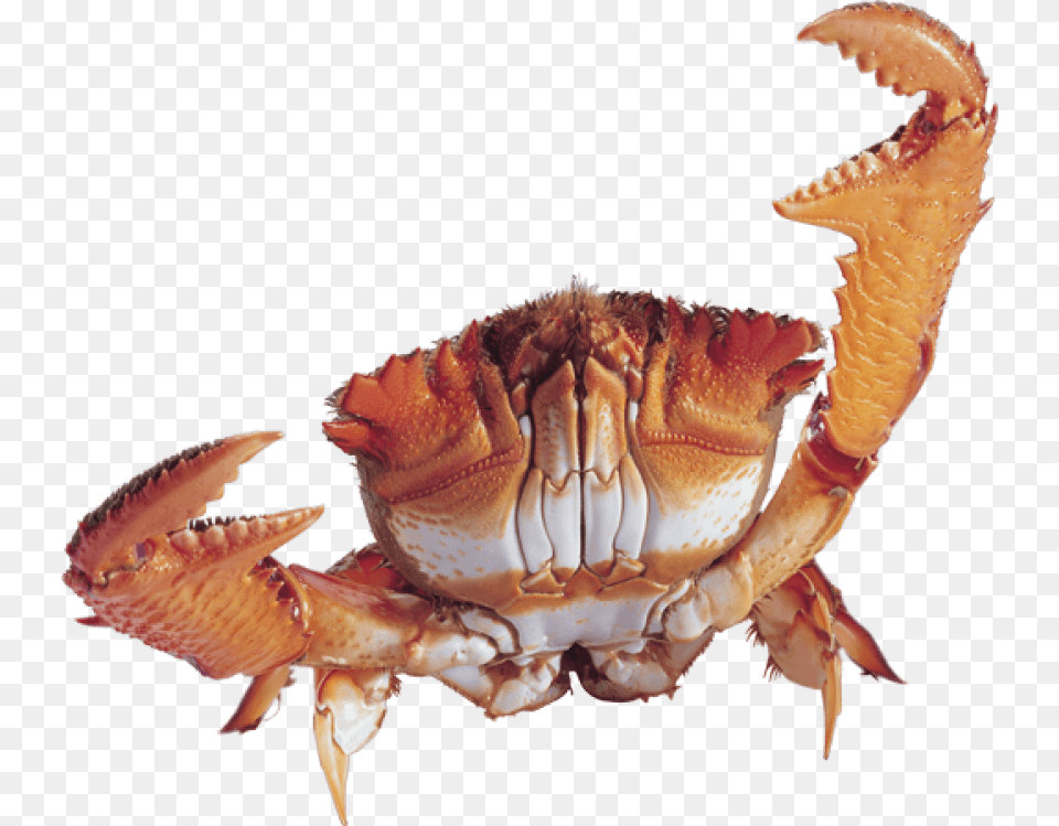 Crab Background Crab, Food, Seafood, Animal, Invertebrate Free Transparent Png
