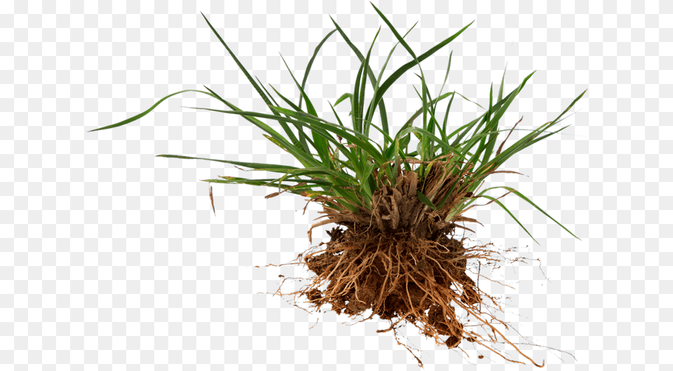 Crabgrass Crabgrass Killer Australia, Grass, Plant, Root Free Png Download