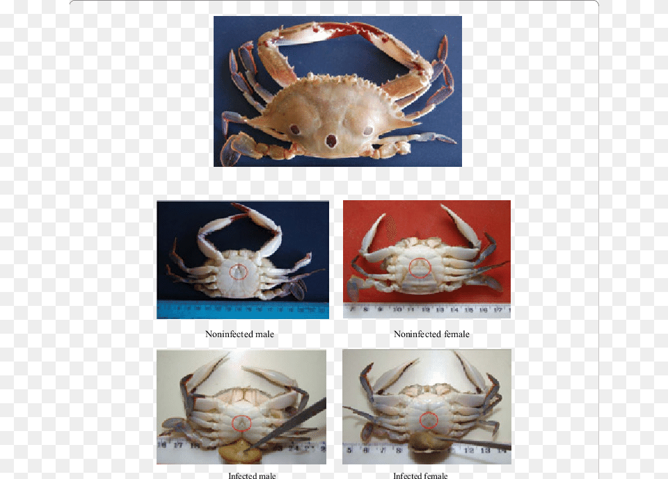 Crabs, Seafood, Food, Invertebrate, Animal Png