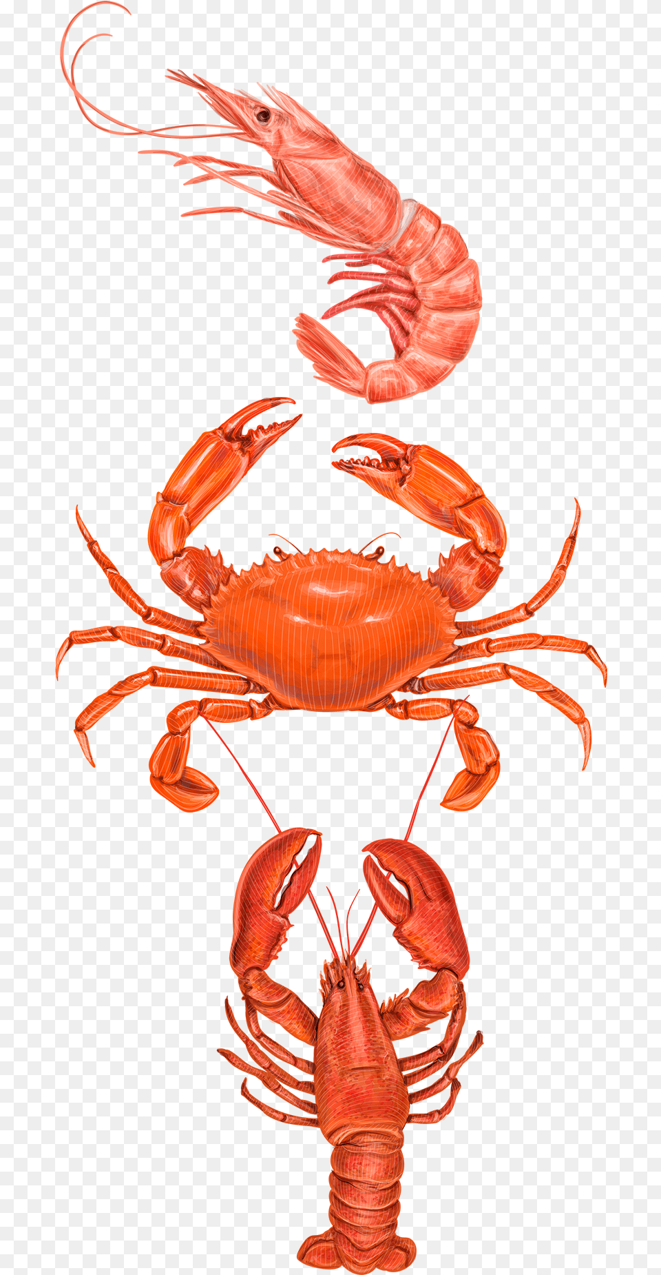 Crabs Clipart Prawn Fish Types Of Crabs In The Philippines, Food, Seafood, Animal, Sea Life Png