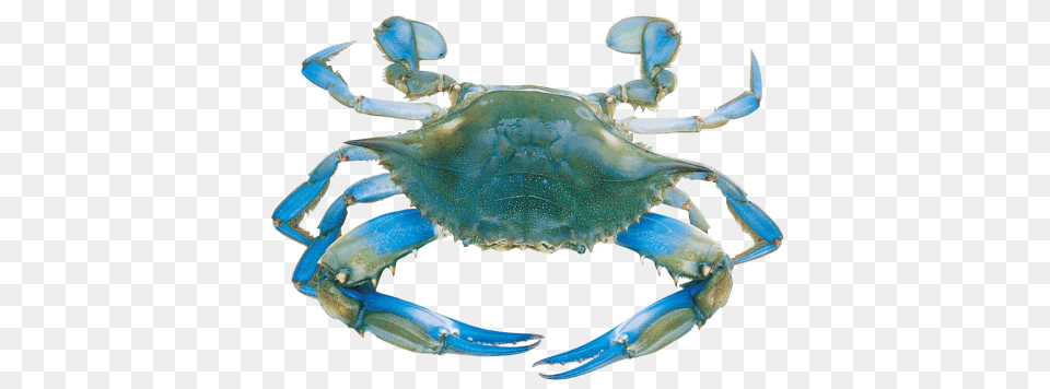 Crabs Wallpapers Blue Crabs, Animal, Crab, Food, Invertebrate Free Png Download