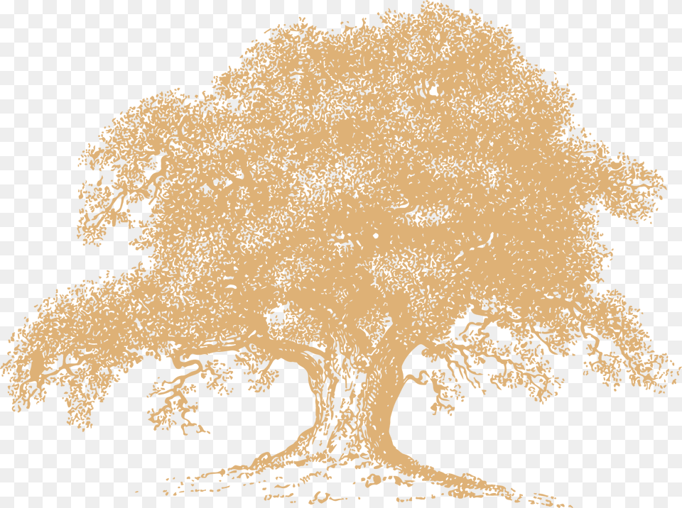 Crack Grunge Texture Oak Tree Line Drawing, Plant, Sycamore, Art Free Transparent Png