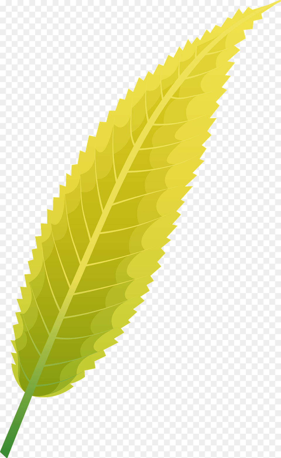 Crack Willow Autumn Leaf Clipart, Plant, Grass Png Image