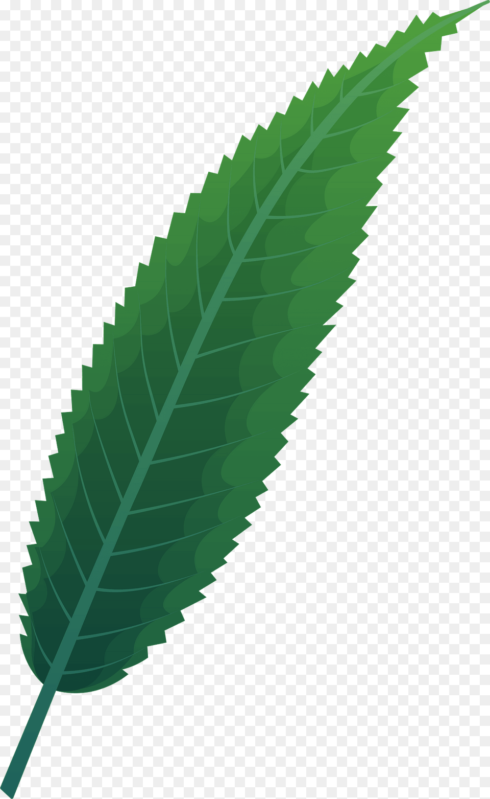 Crack Willow Spring Leaf Clipart, Plant, Green, Herbs, Mint Png