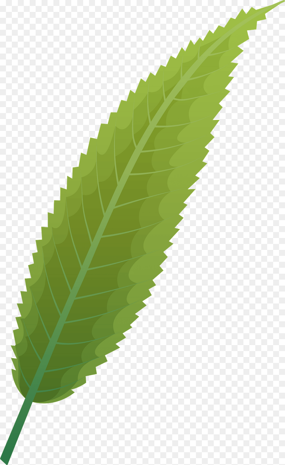 Crack Willow Summer Leaf Clipart, Plant Free Png Download