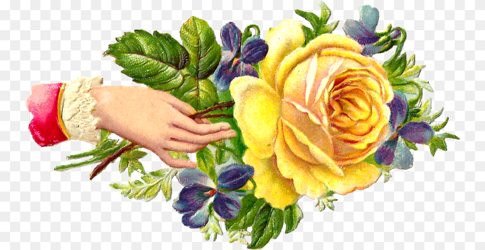 Crackerjack Flower Graphic, Rose, Art, Floral Design, Flower Arrangement Png Image