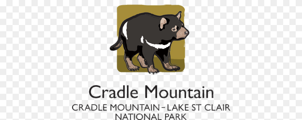 Cradle Mountain National Park, Animal, Mammal, Pig, Bear Png