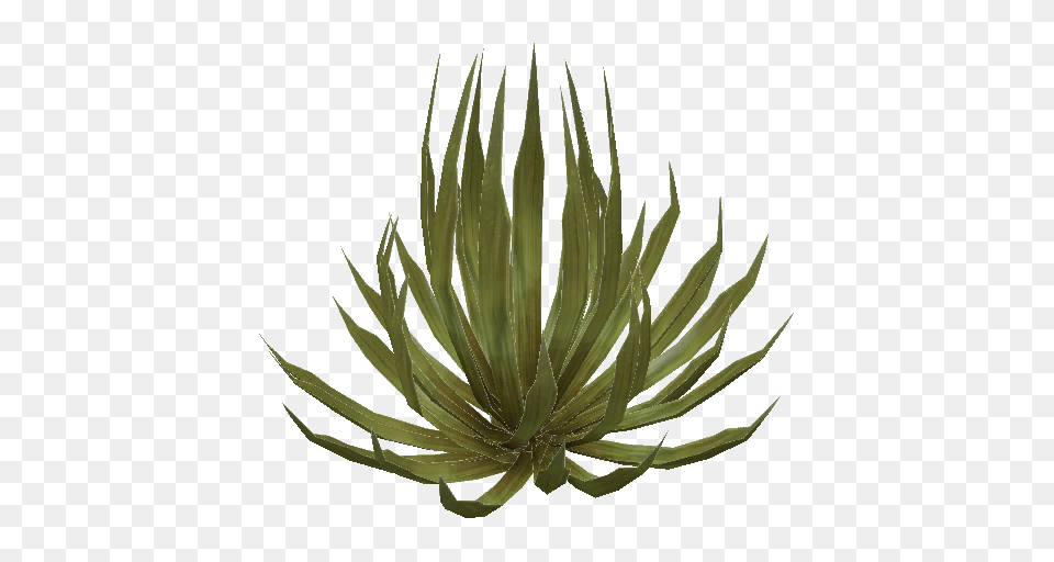 Craftnorrath Landmark Shrubs Ferns, Plant, Aloe Png