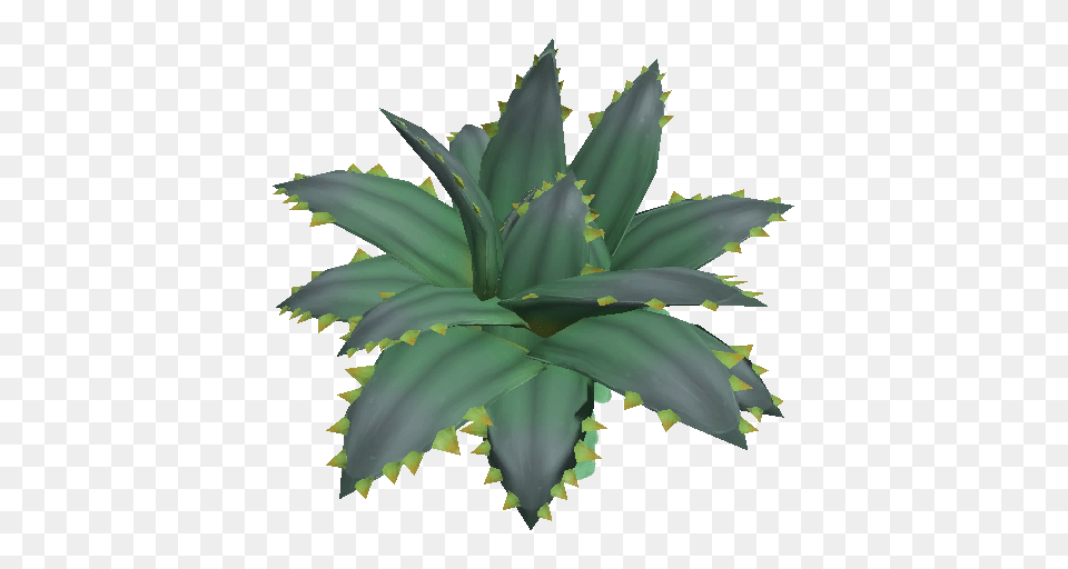 Craftnorrath Landmark Succulents, Leaf, Plant, Aloe Png