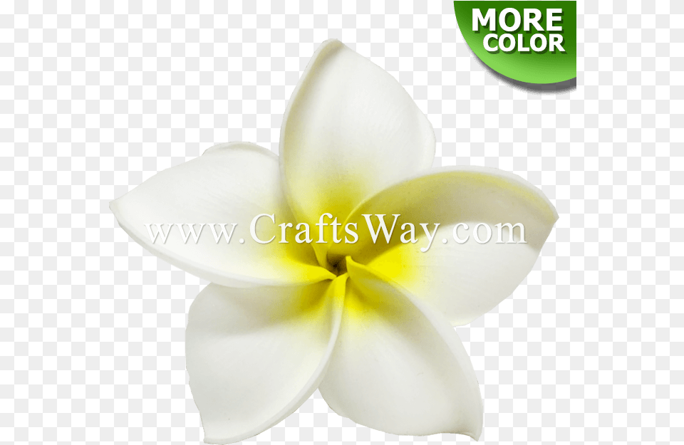 Craftsway Flower, Petal, Plant, Food, Fruit Free Png Download