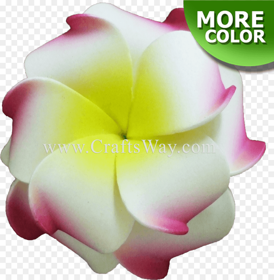 Craftsway Frangipani, Flower, Petal, Plant, Rose Png
