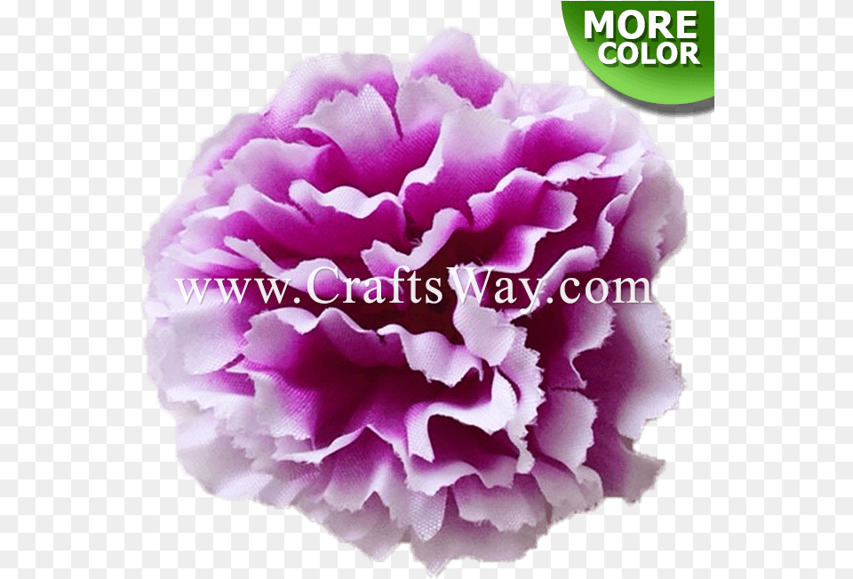 Craftsway Peony, Carnation, Flower, Plant, Rose Free Png