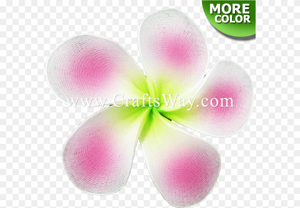 Craftsway Soft, Flower, Petal, Plant Png