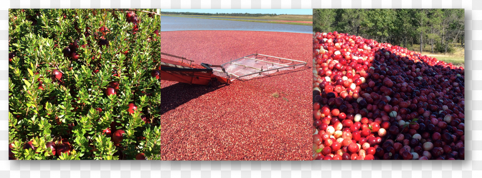 Cranberries, Produce, Food, Fruit, Plant Free Transparent Png