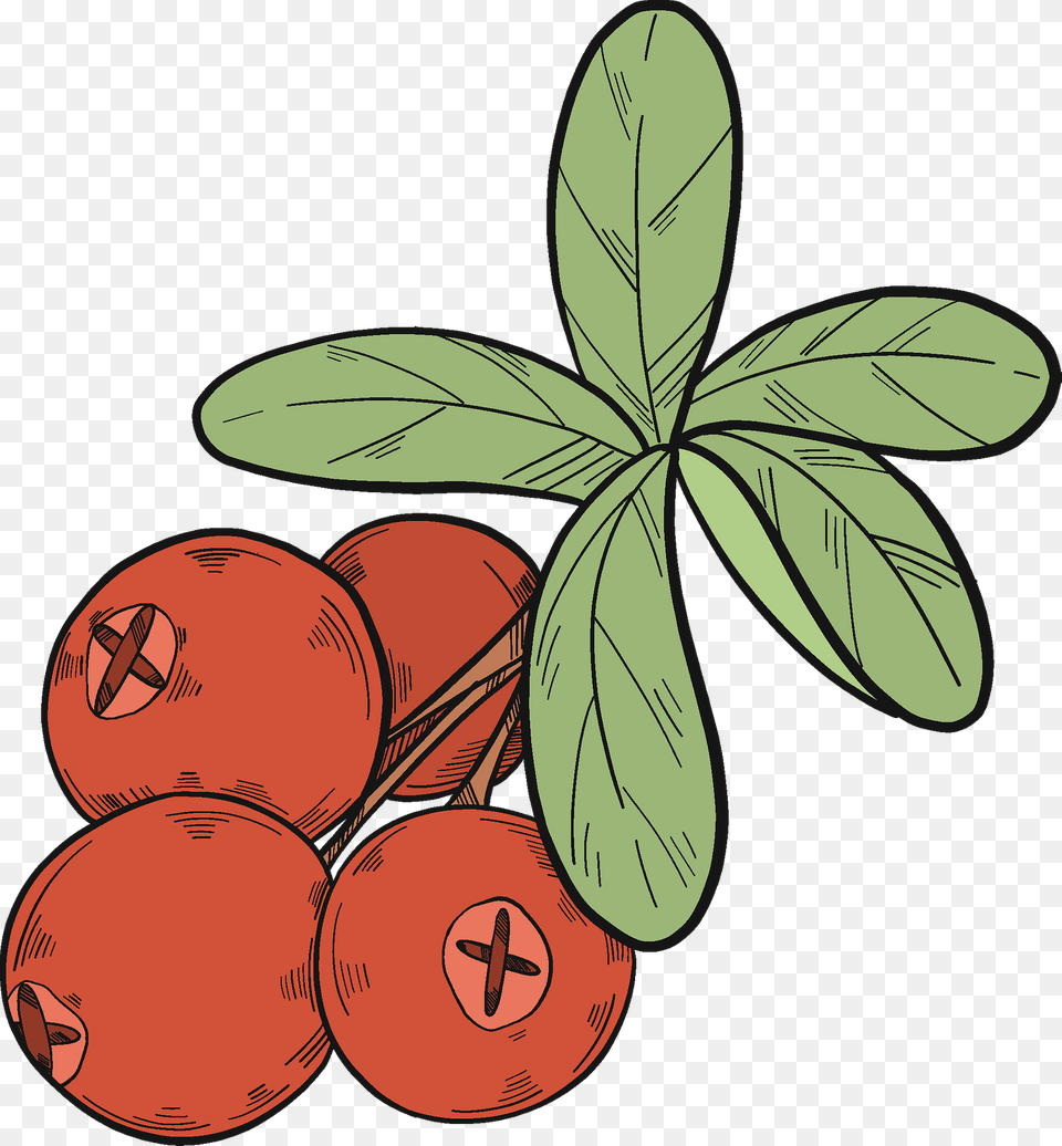 Cranberries Clipart, Leaf, Plant, Food, Fruit Free Png