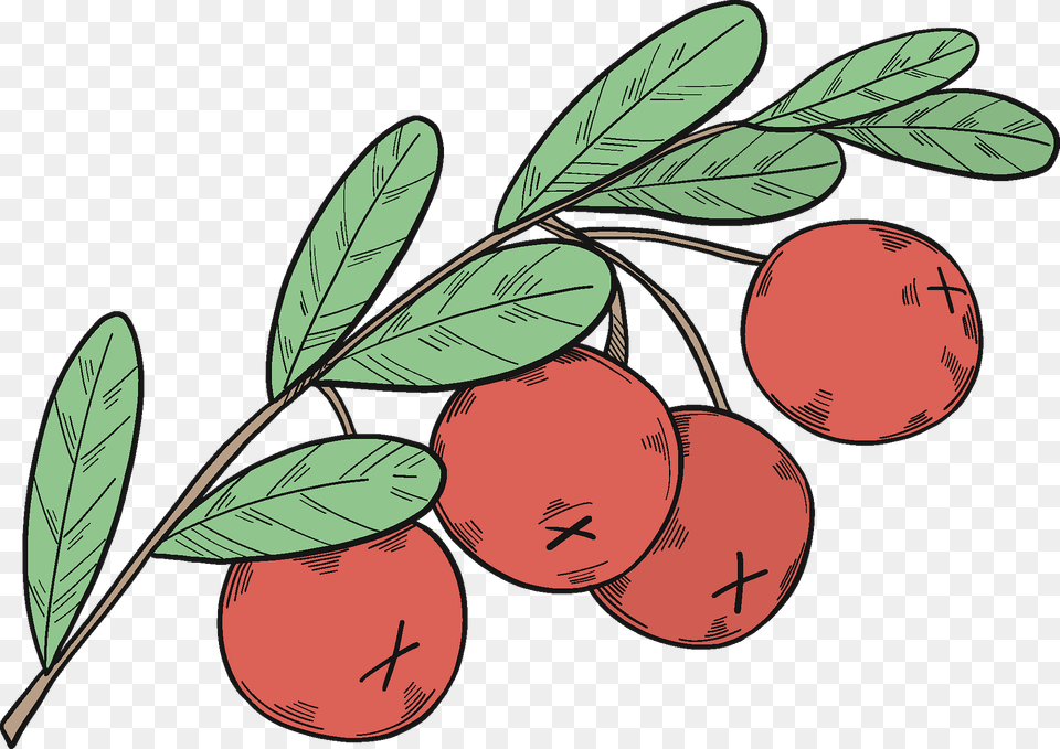 Cranberries Clipart, Food, Fruit, Plant, Produce Free Png Download