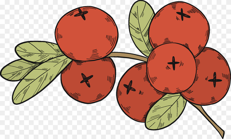Cranberries Clipart, Food, Fruit, Plant, Produce Free Png