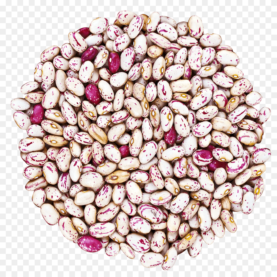 Cranberry Beans Buy Cranberry Beans In Bulk From Food To Live, Bean, Plant, Produce, Vegetable Png