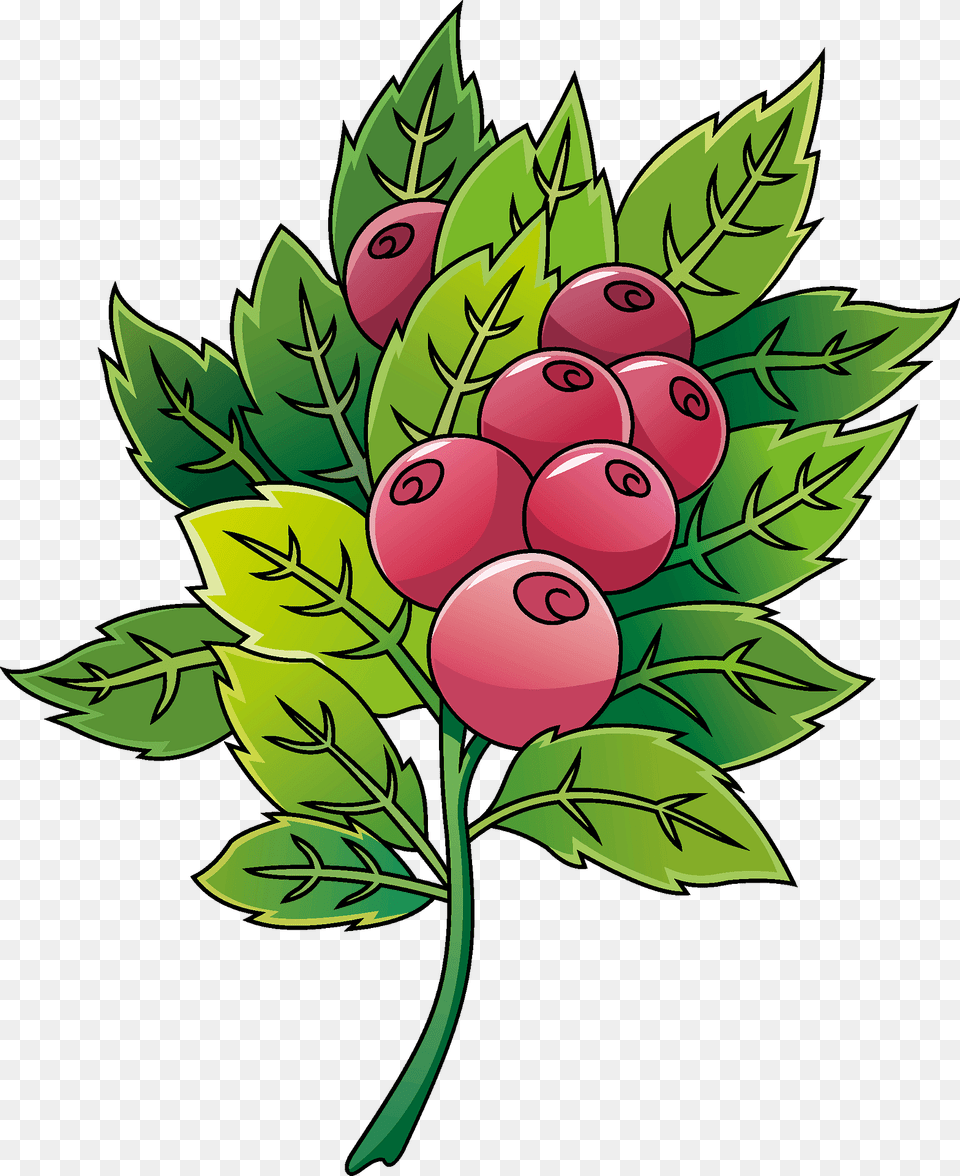 Cranberry Clipart, Plant, Leaf, Art, Graphics Png