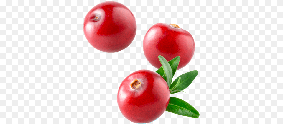 Cranberry Cranberry, Food, Fruit, Plant, Produce Png