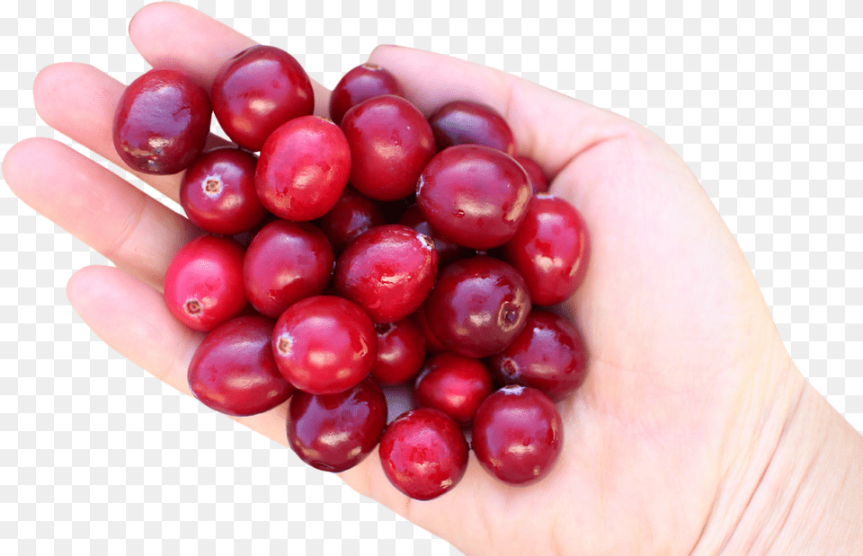 Cranberry In Hand Image Cranberry, Food, Fruit, Plant, Produce Free Transparent Png
