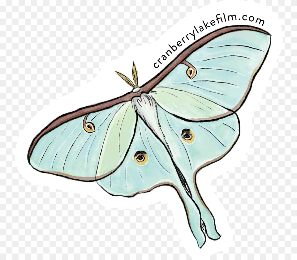Cranberrylake Sticker Luna Butterfly, Animal, Person, Insect, Invertebrate Free Png