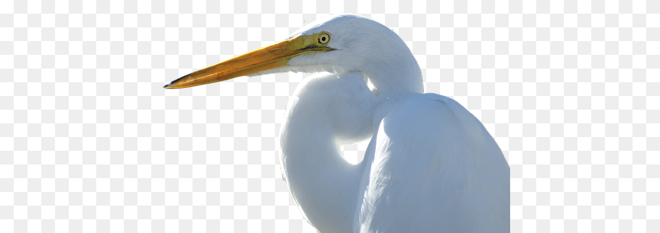 Crane Animal, Bird, Waterfowl, Beak Free Transparent Png