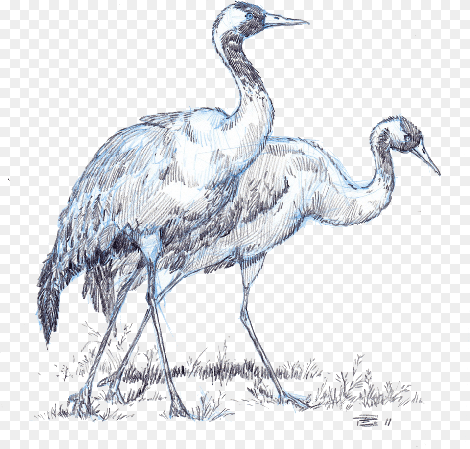 Crane, Animal, Bird, Crane Bird, Waterfowl Png