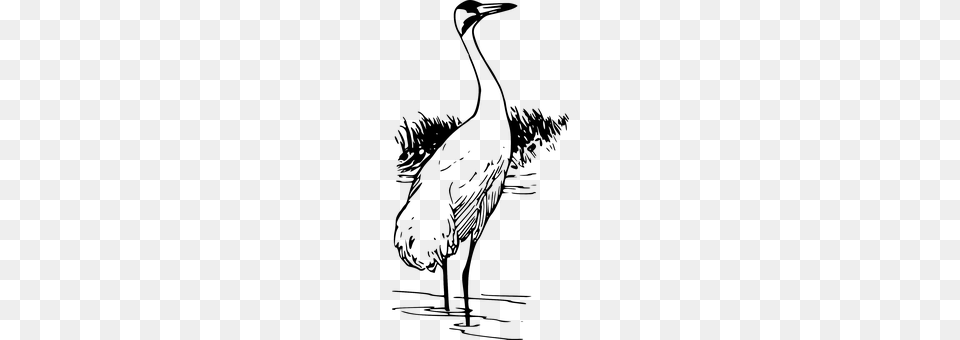 Crane Animal, Bird, Crane Bird, Waterfowl Free Png