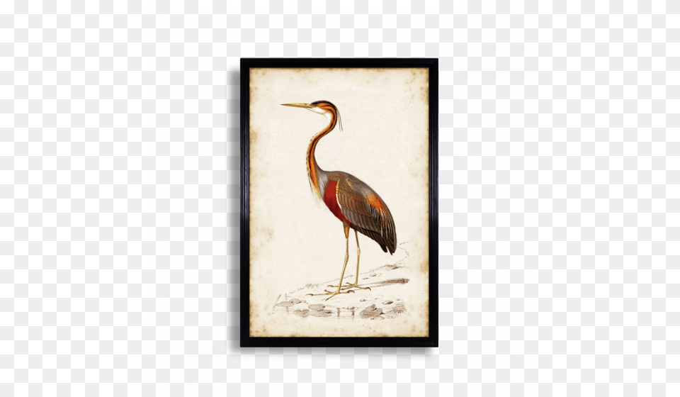 Crane, Animal, Bird, Crane Bird, Waterfowl Free Png Download