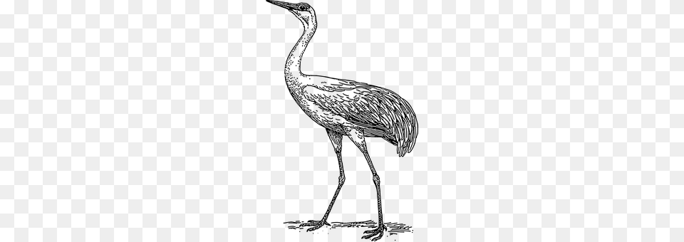 Crane Gray Png