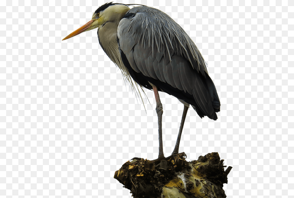 Crane Bird, Animal, Stork, Waterfowl, Beak Free Transparent Png