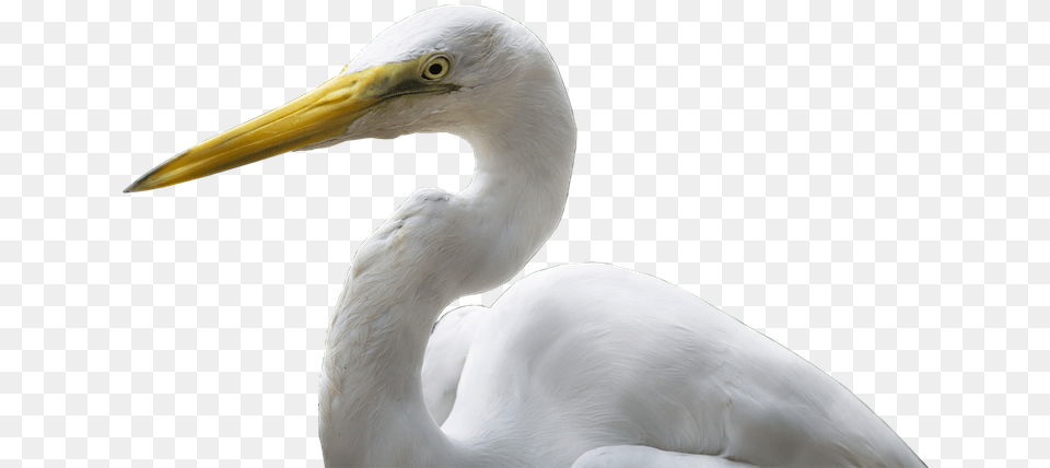 Crane Bird Bill White Yellow Plumage Isolated Great Egret, Animal, Waterfowl, Beak, Crane Bird Png
