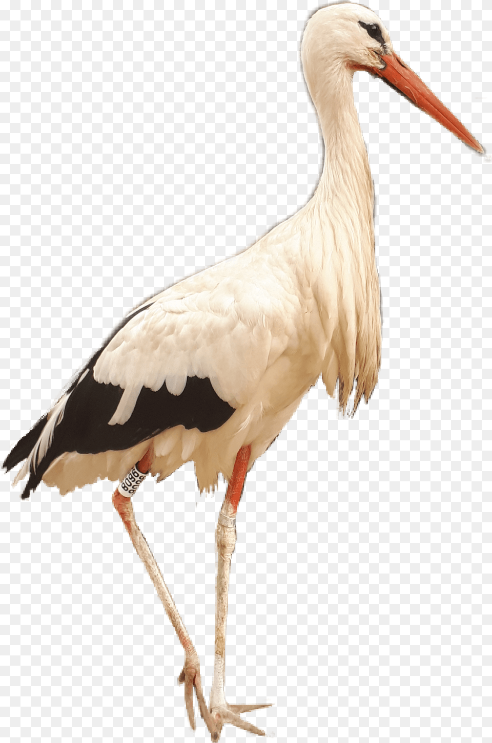 Crane Bird Birds Kraanvogel Afrika Africa Southafrica White Stork, Animal, Waterfowl, Crane Bird Free Png