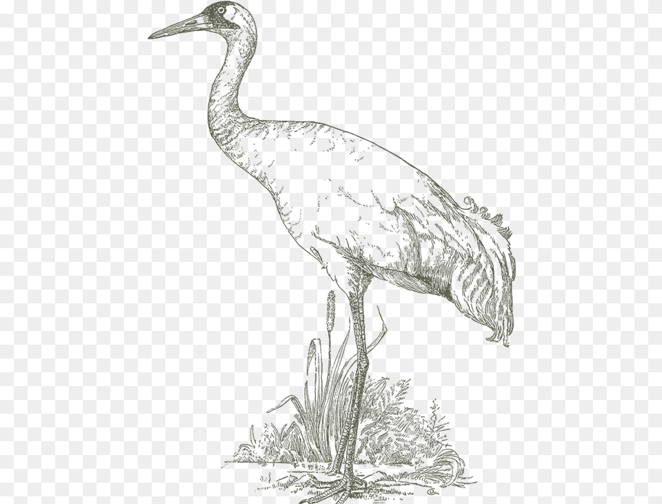 Crane Bird Drawing Of Bird Sanctuary, Animal, Crane Bird, Waterfowl, Dinosaur Free Png