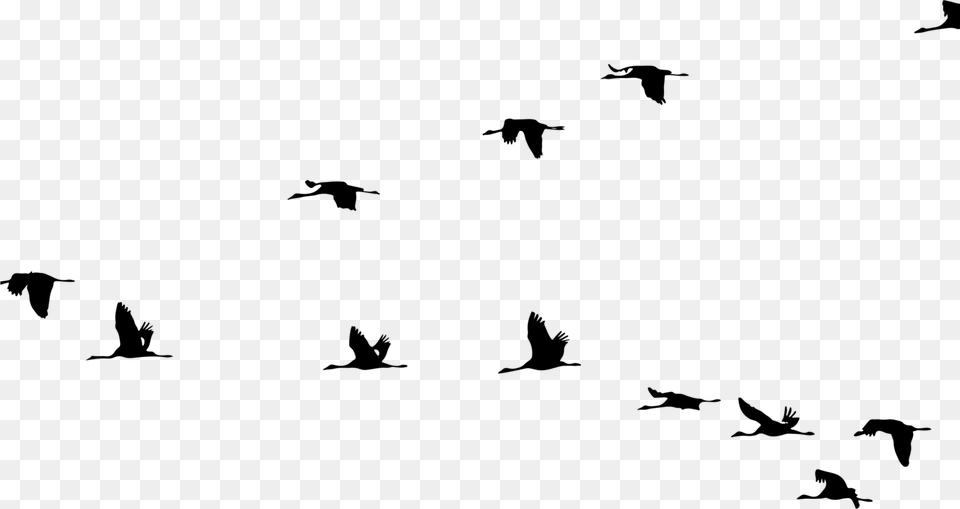 Crane Bird Flight Clip Art Vector Graphics Birds Flying Silhouette, Gray Png Image