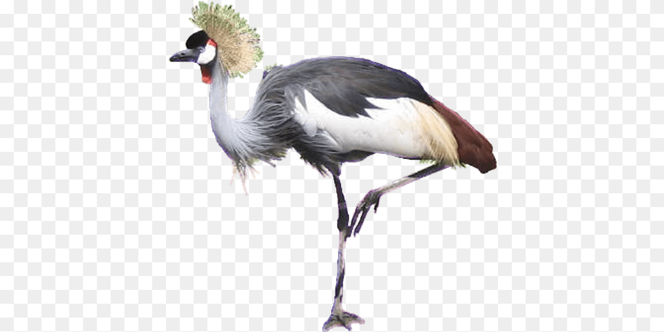 Crane Bird Transparent Images Crowned Crane Bird, Animal, Crane Bird, Waterfowl Png