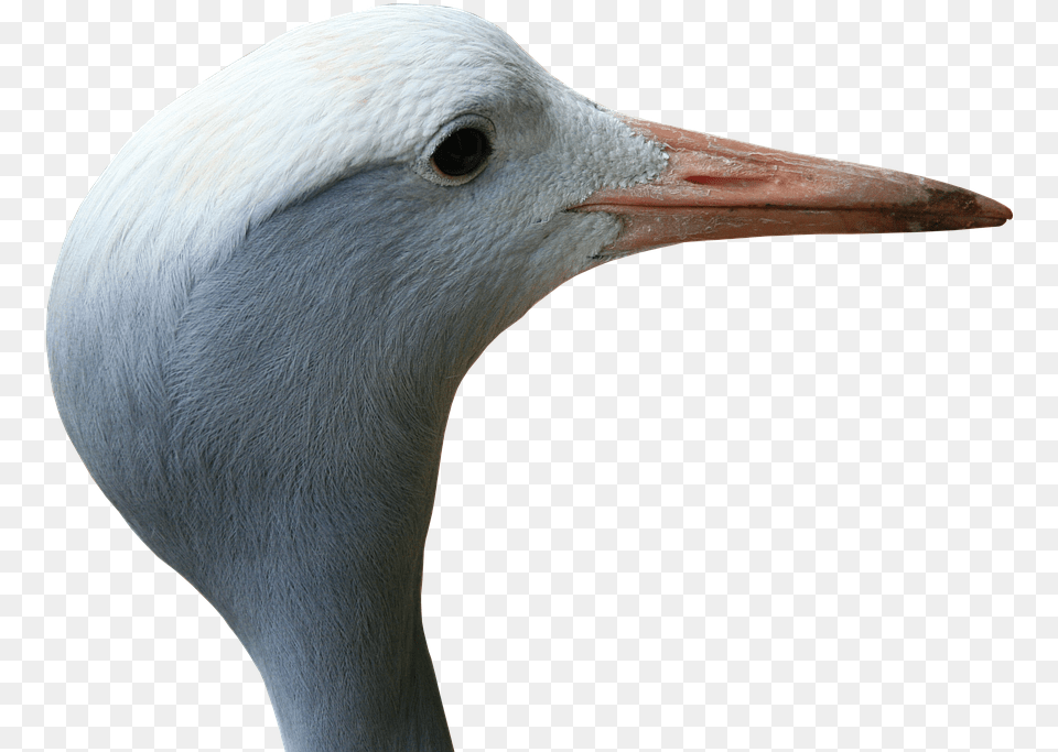 Crane Blue Bird Photo On Pixabay Seabird, Animal, Crane Bird, Waterfowl, Beak Png
