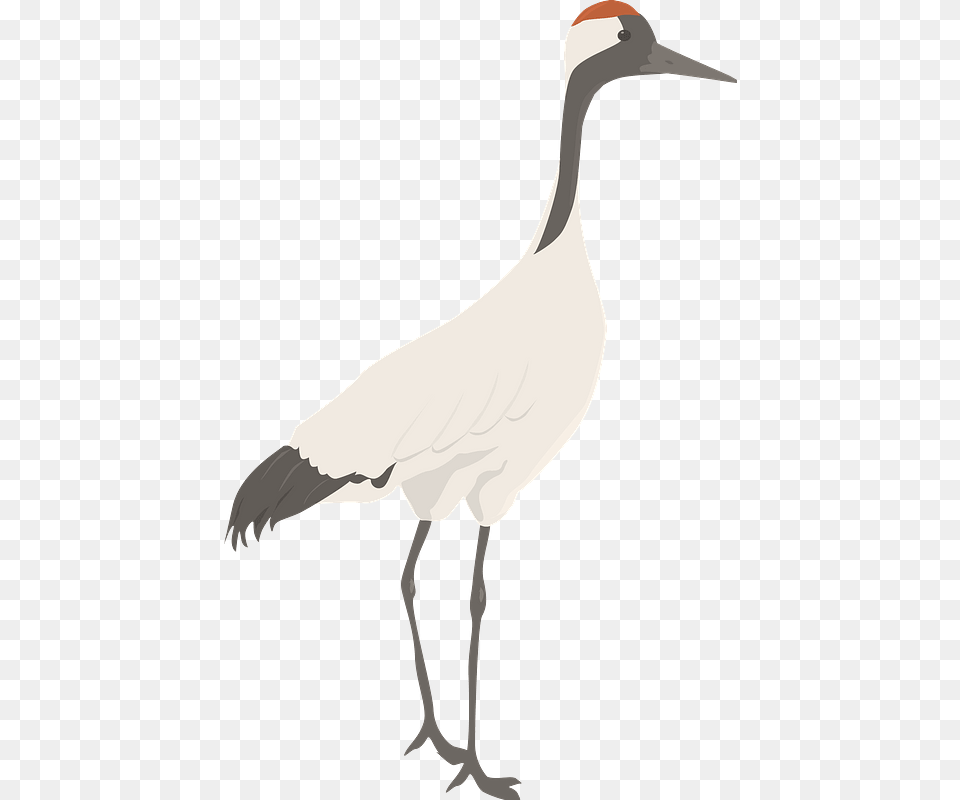 Crane Clipart Goose, Animal, Bird, Crane Bird, Waterfowl Png Image